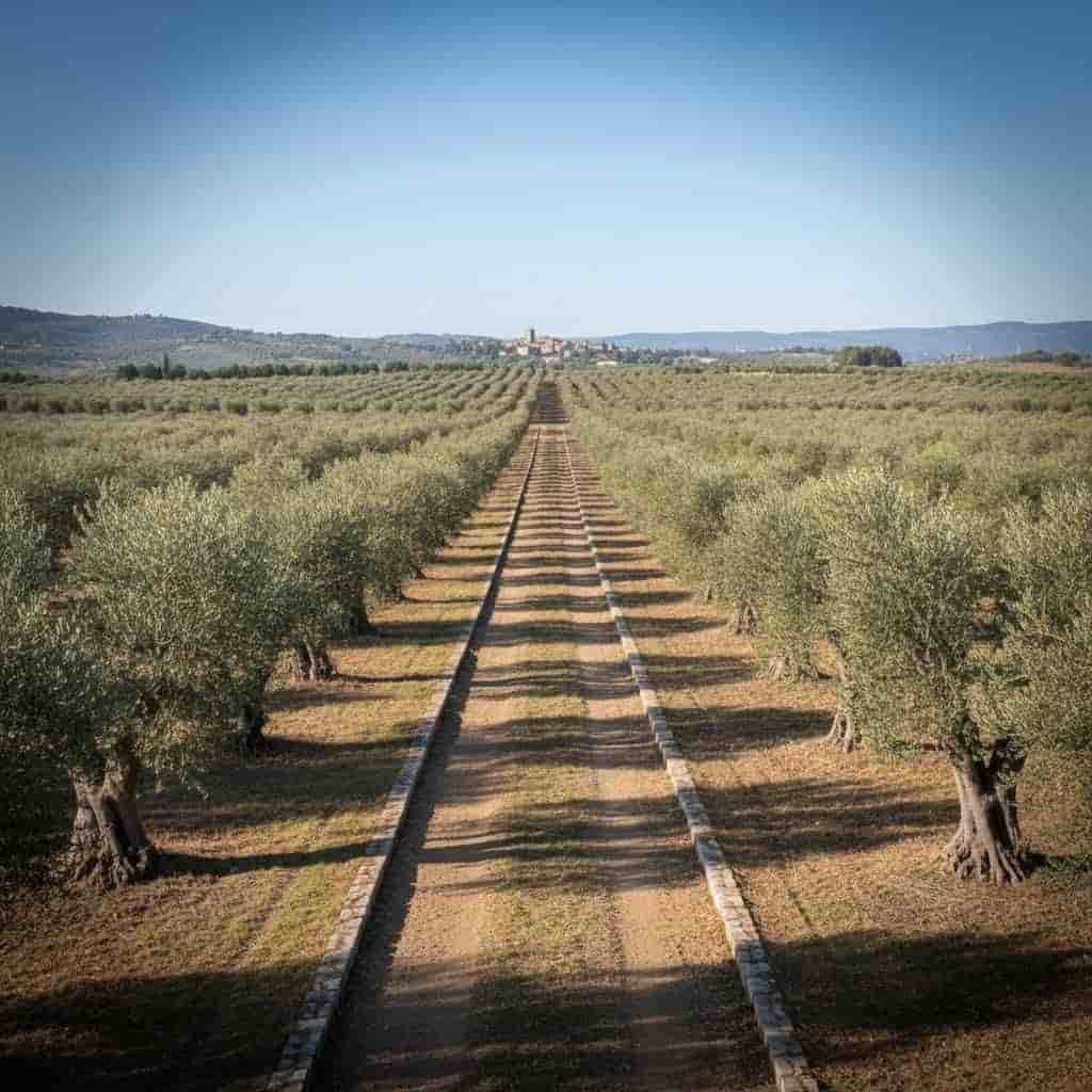Malerischer Olivenhain in Apulien bei Sonnenuntergang